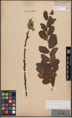 Foto von Salix cinerea L.